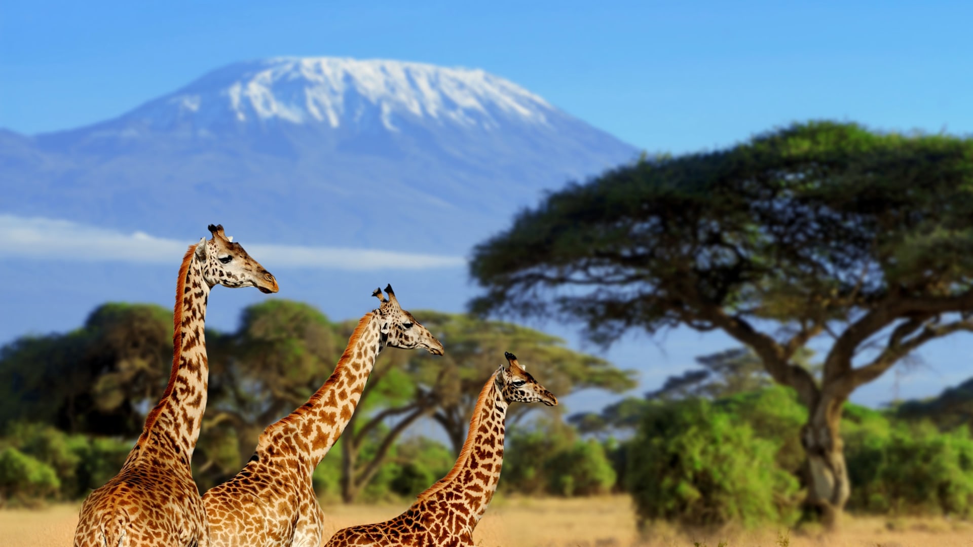 Kenia Giraffen Nationalpark